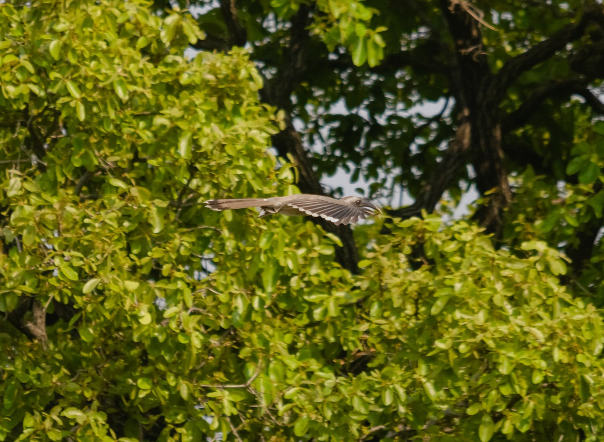 Indian Gray Hornbill - ML617595106