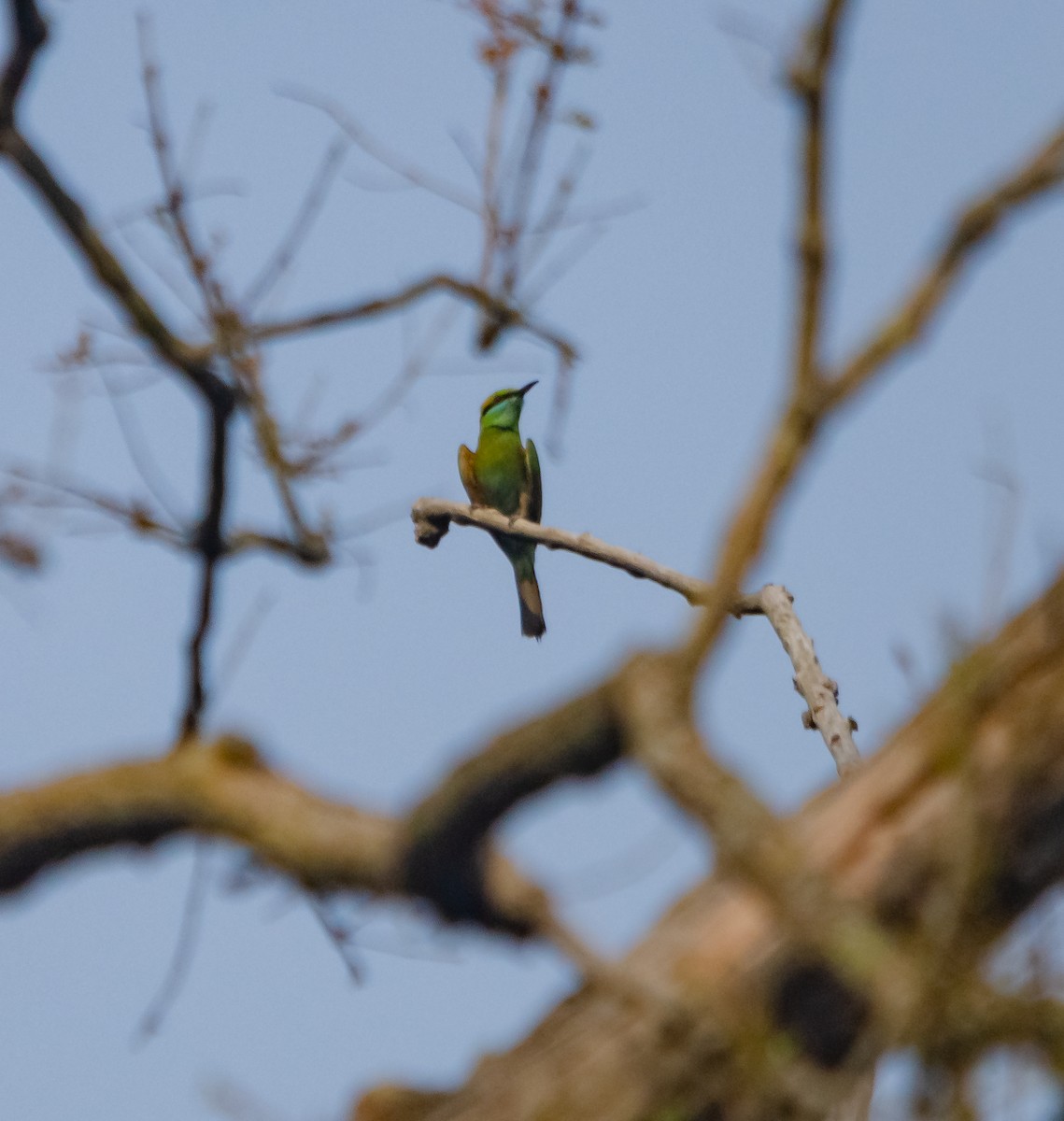 Asian Green Bee-eater - ML617595110