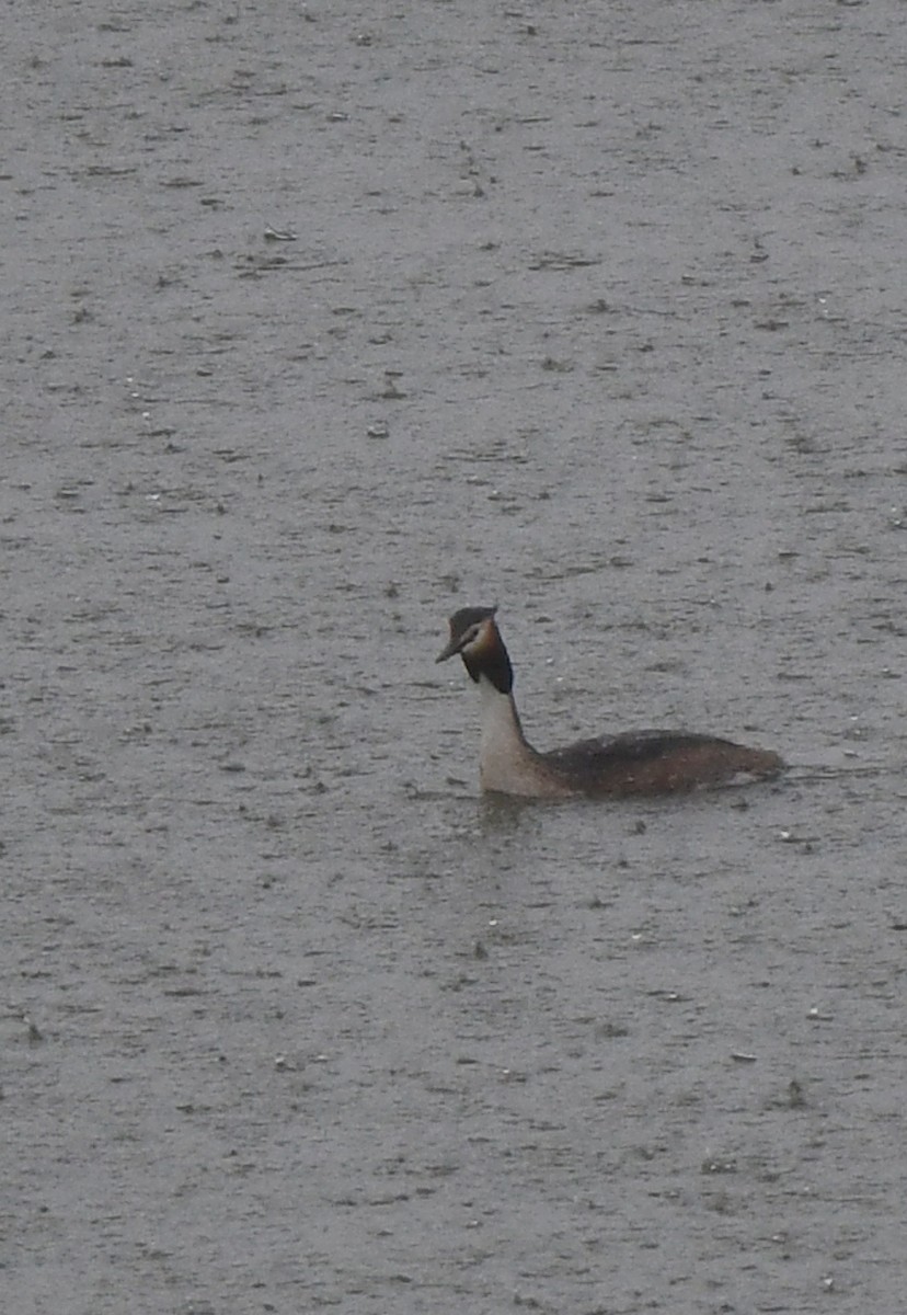 Great Crested Grebe - ML617595117