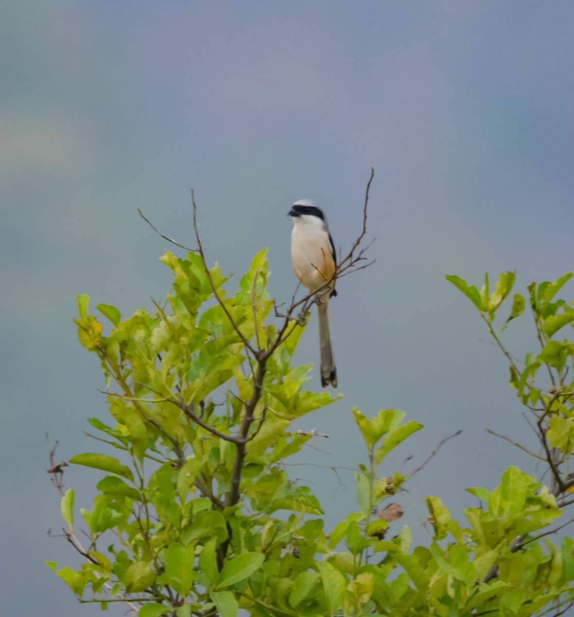 Long-tailed Shrike - Arun Raghuraman
