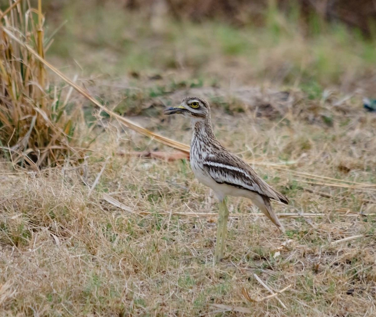 Indian Thick-knee - ML617595140