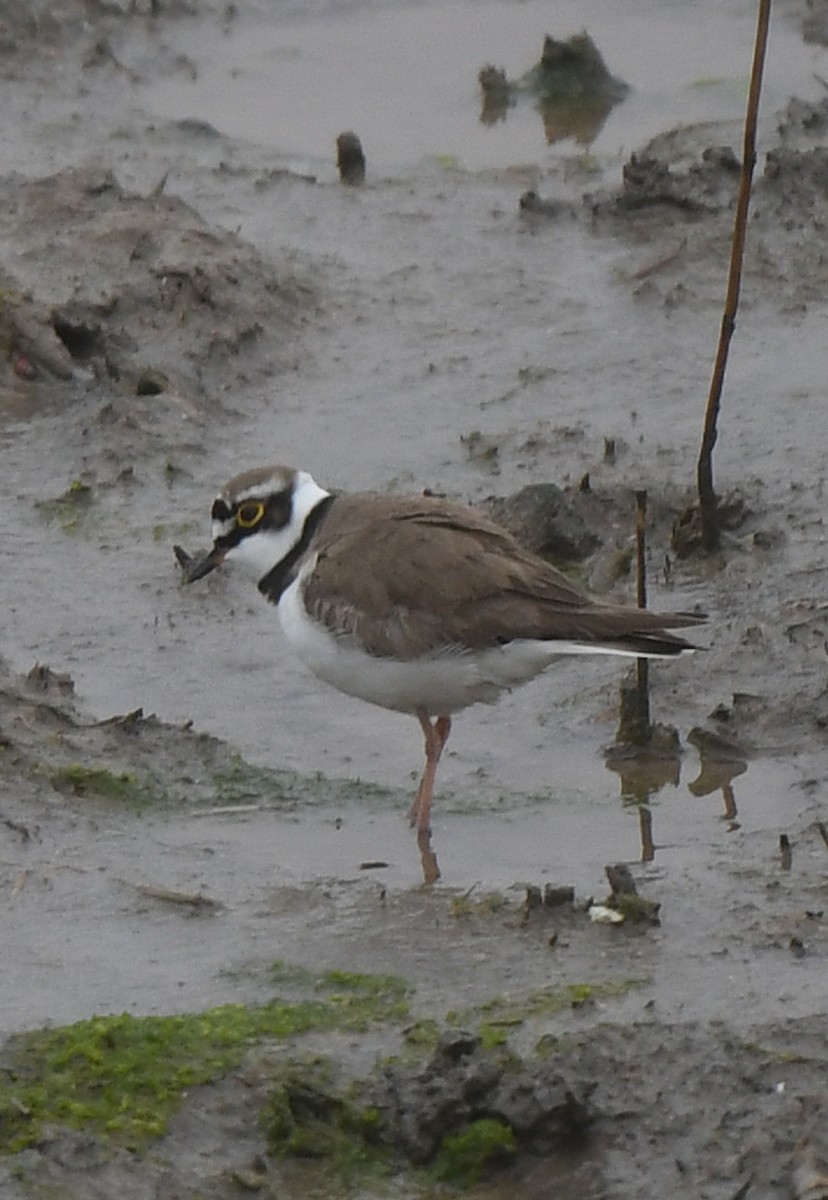 Little Ringed Plover - norman wu