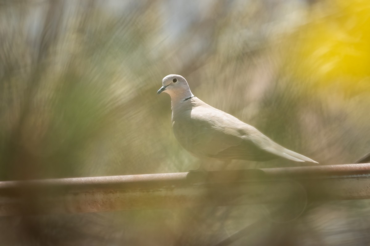Eurasian Collared-Dove - 冰 鸟