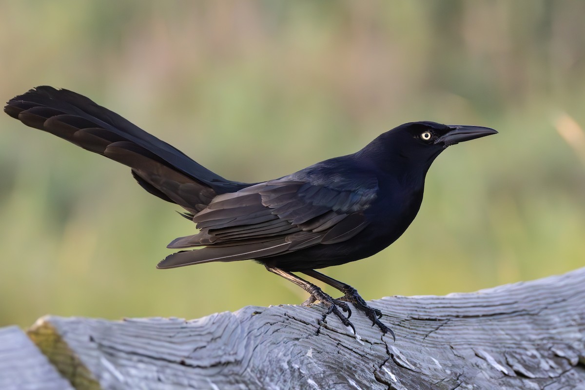 Great-tailed Grackle - Brian  Faulkner