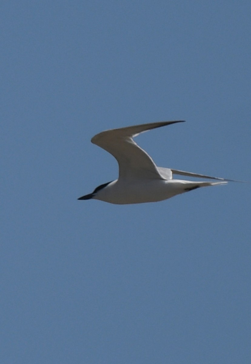 Gull-billed Tern - ML617595194