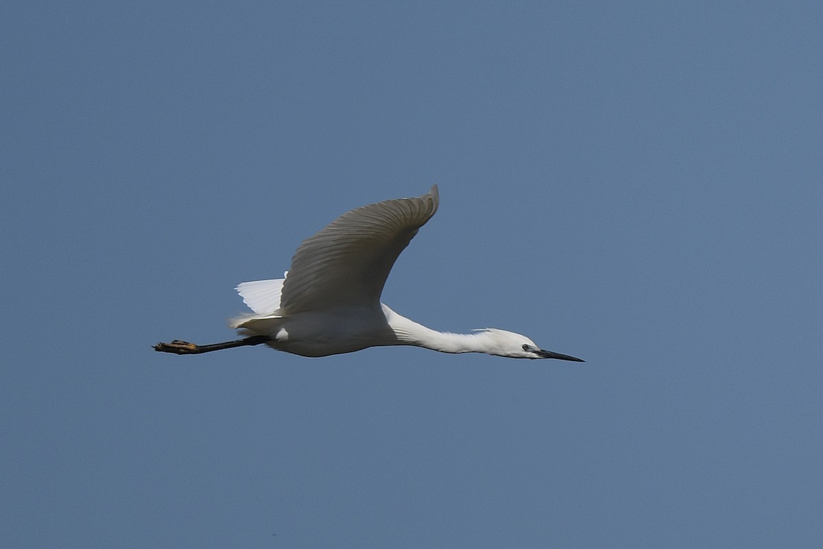 Little Egret - norman wu