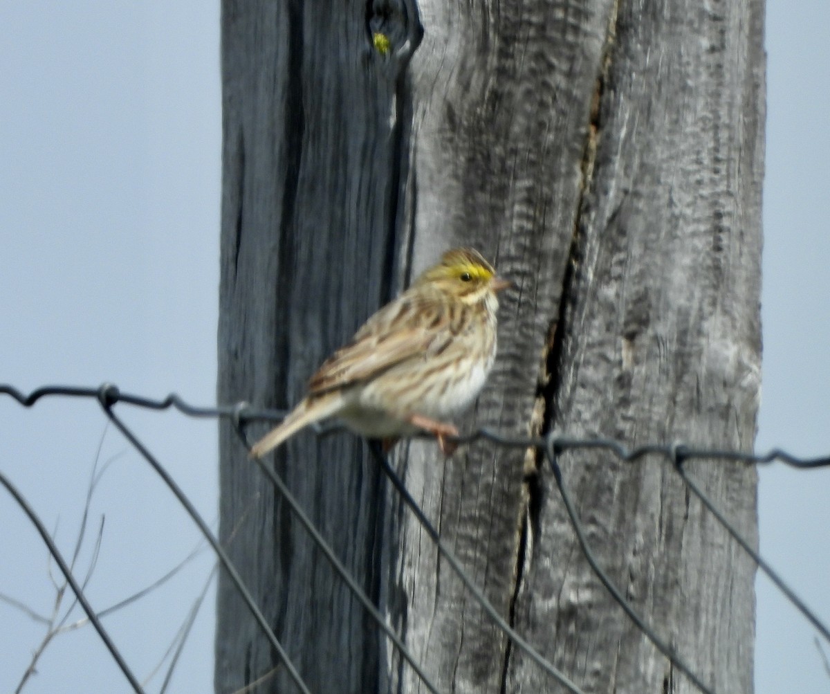 Savannah Sparrow - ML617595225