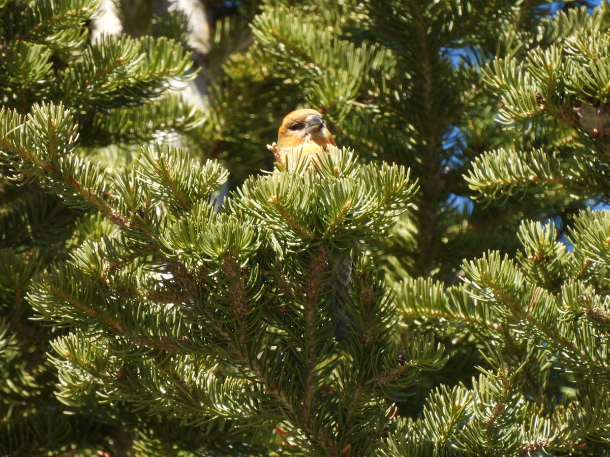 Cassia Crossbill - Ted Cable