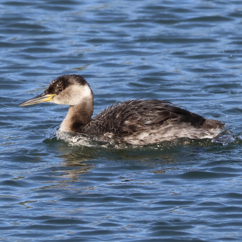 Red-necked Grebe - ML617595290
