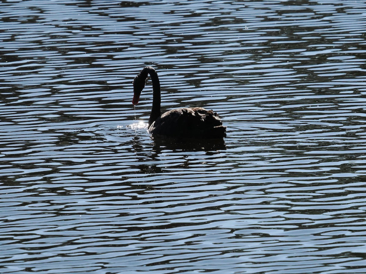 Black Swan - Tony Richards