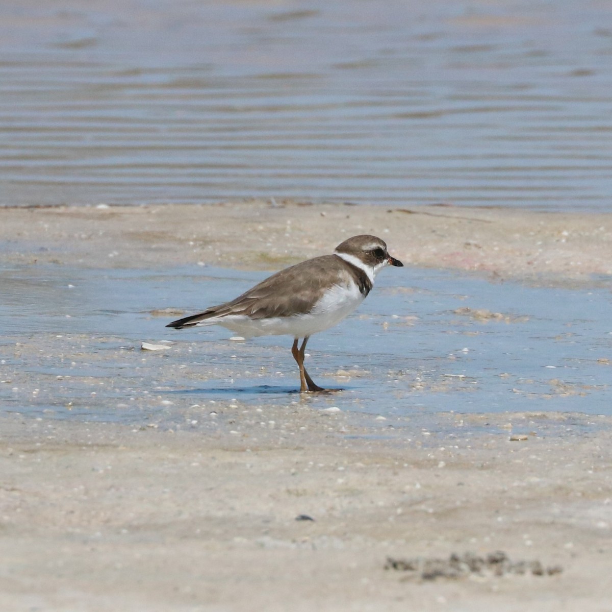 Semipalmated Plover - ML617595355