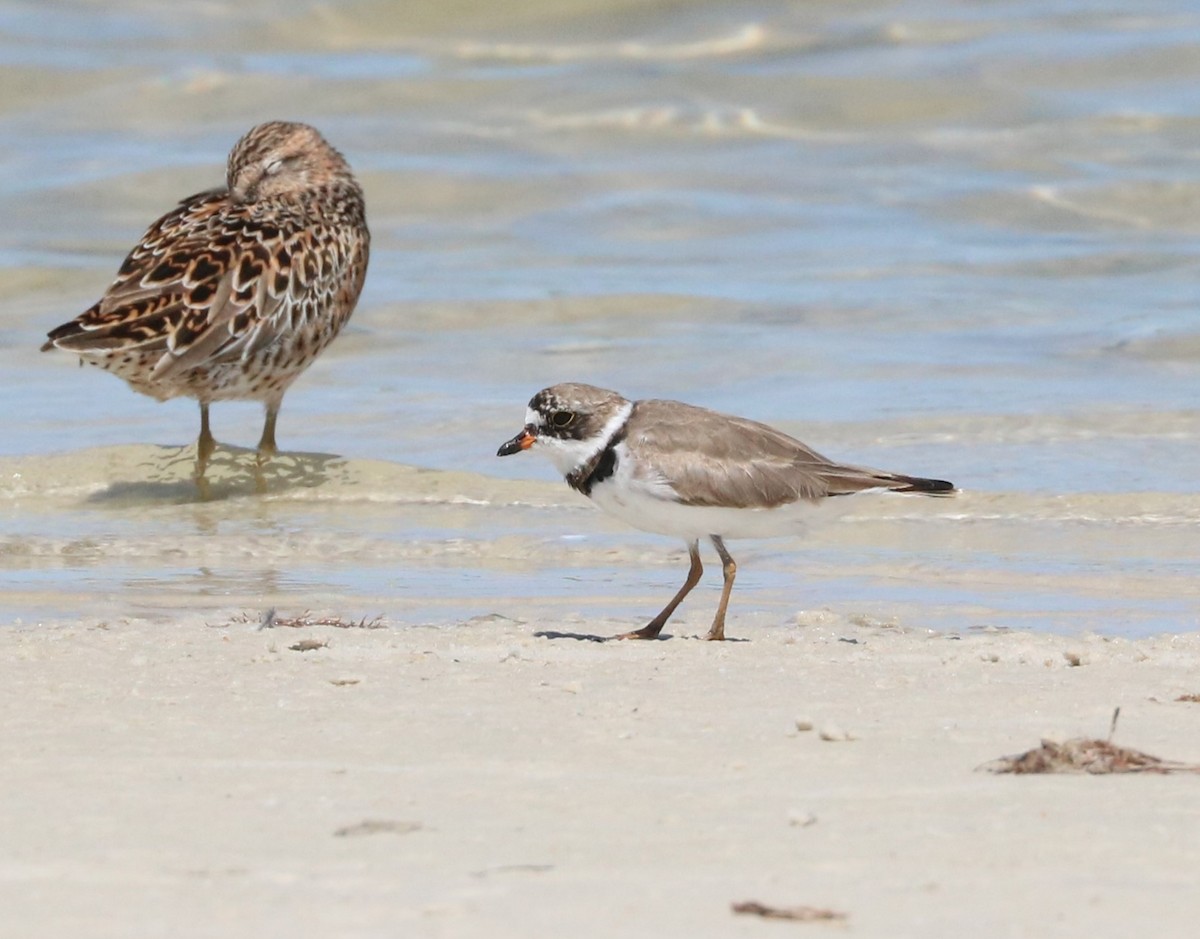Semipalmated Plover - ML617595356