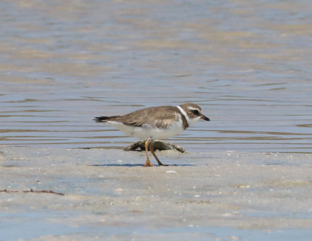 Semipalmated Plover - ML617595357