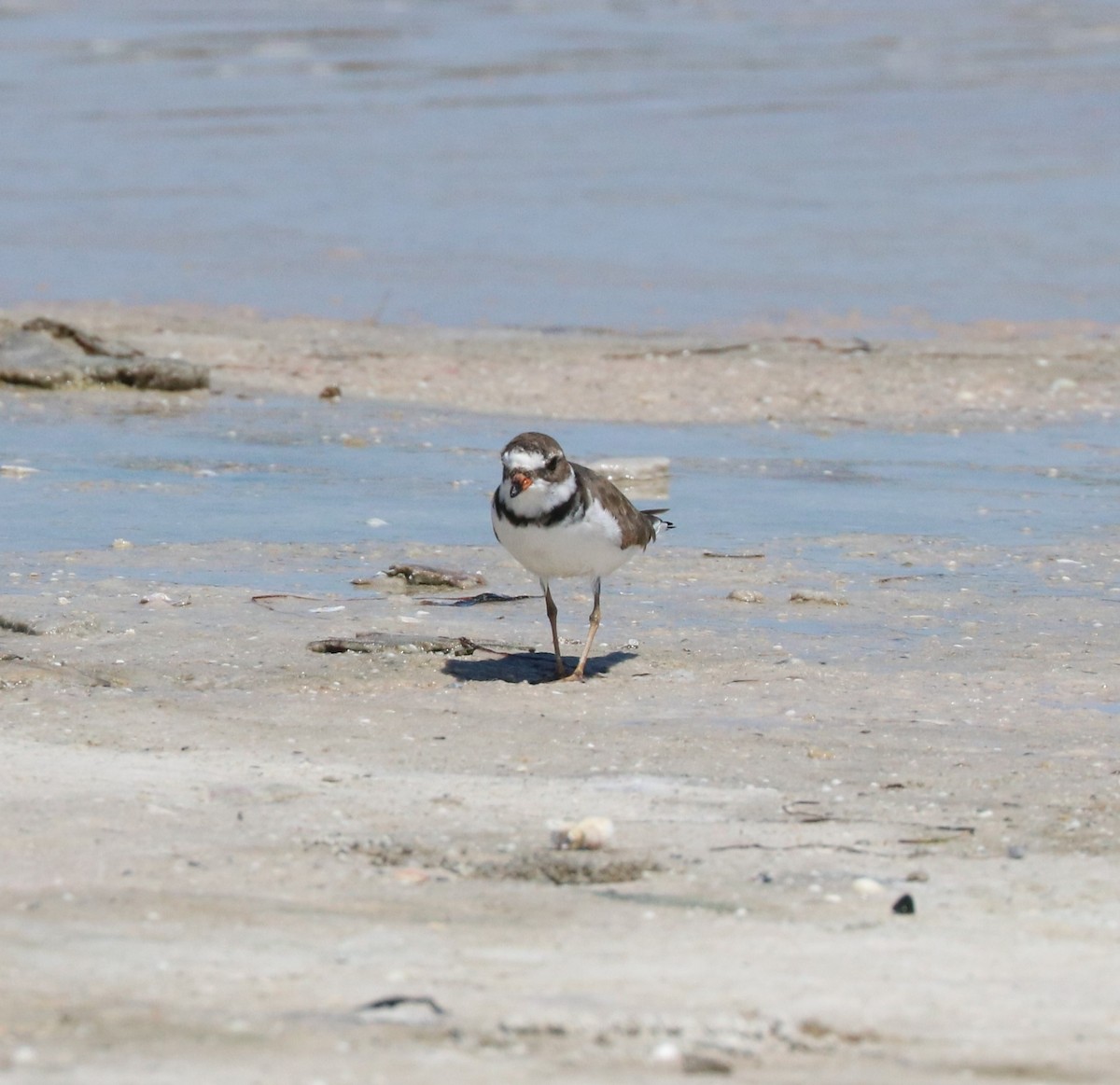 Semipalmated Plover - ML617595358