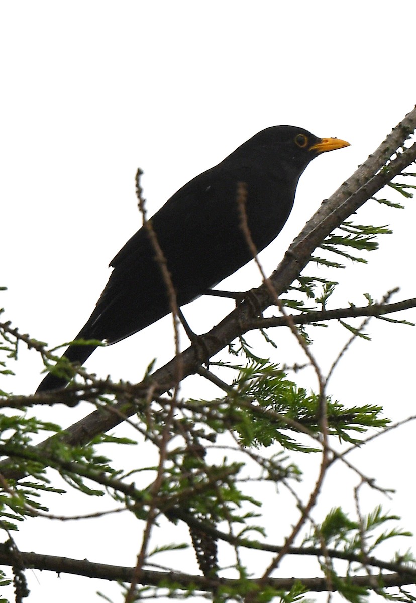 Chinese Blackbird - norman wu