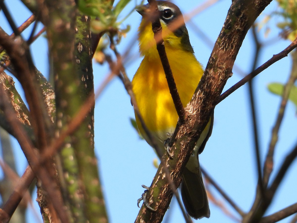 Yellow-breasted Chat - Samuel Belley