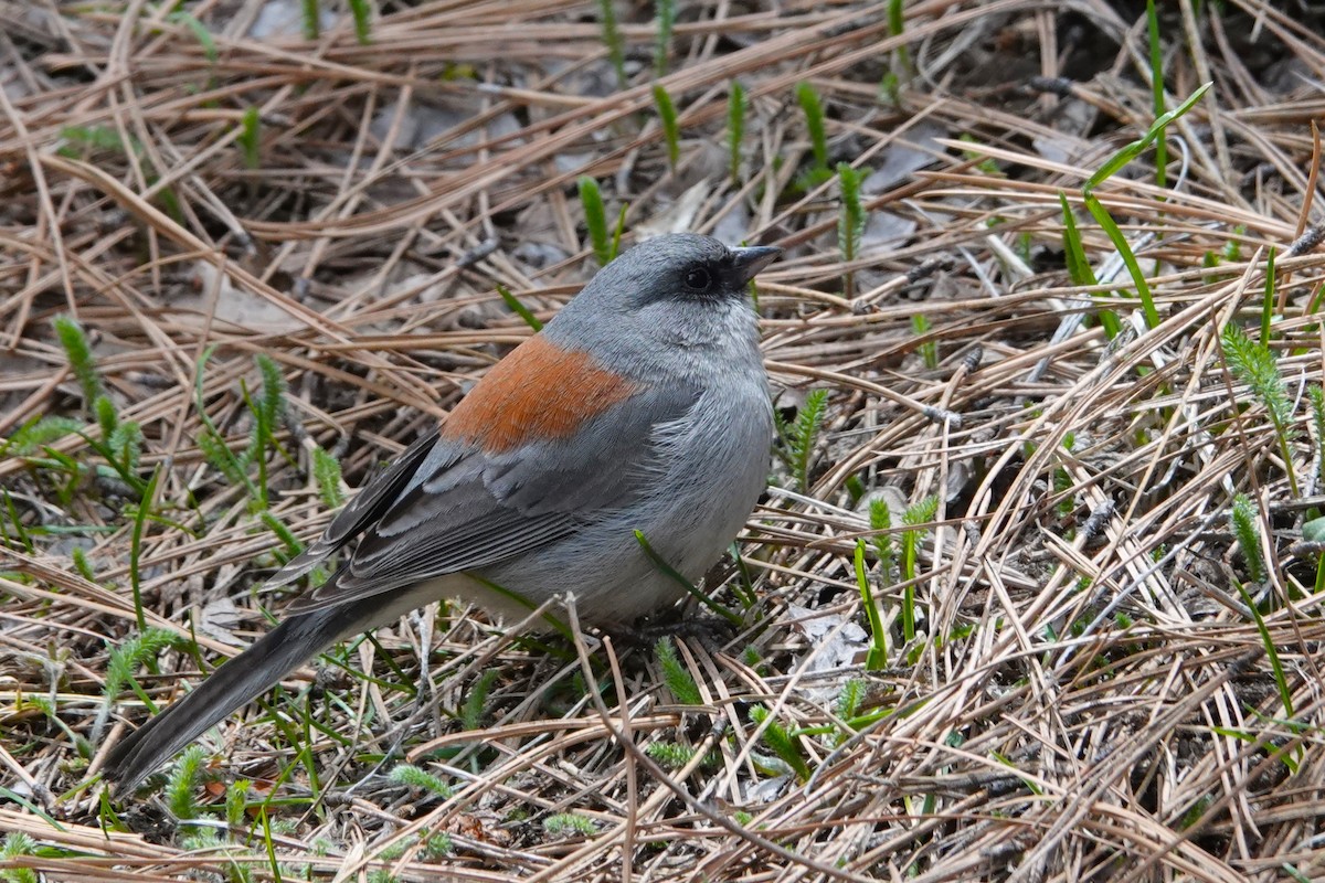 Dark-eyed Junco (Red-backed) - Cliff Cordy