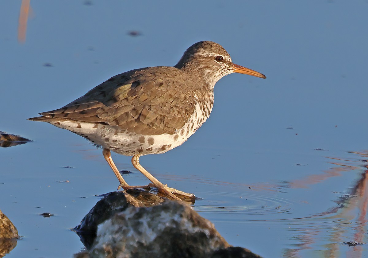 Spotted Sandpiper - Ad Konings