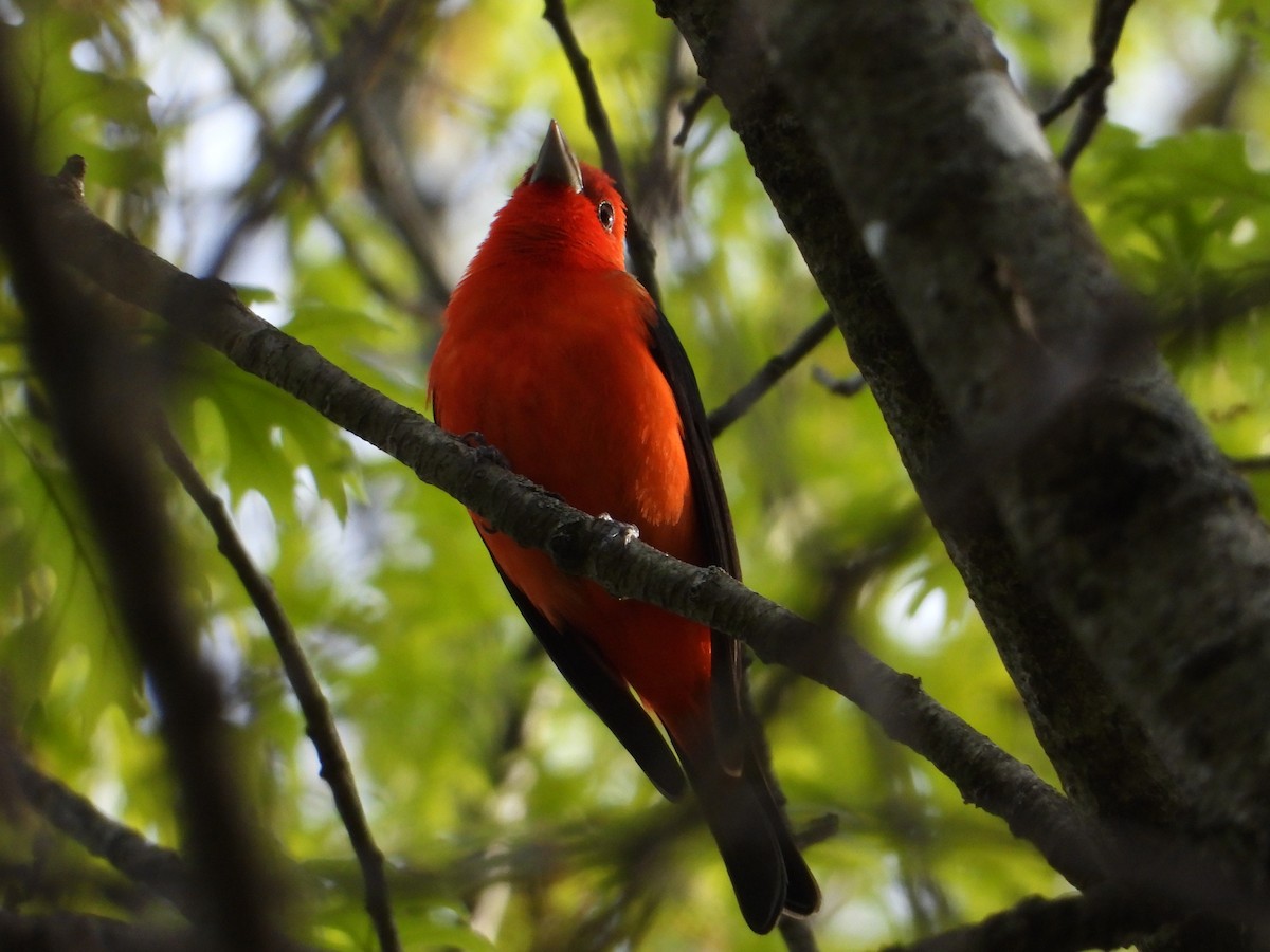 Scarlet Tanager - ML617595563