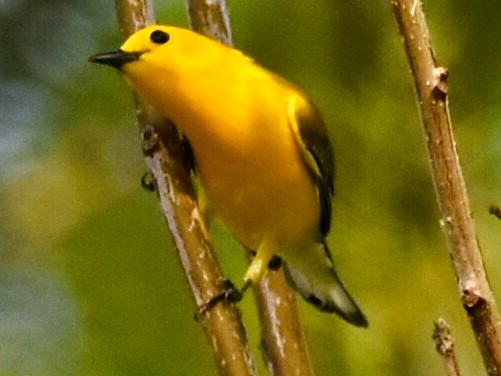Prothonotary Warbler - ML617595610