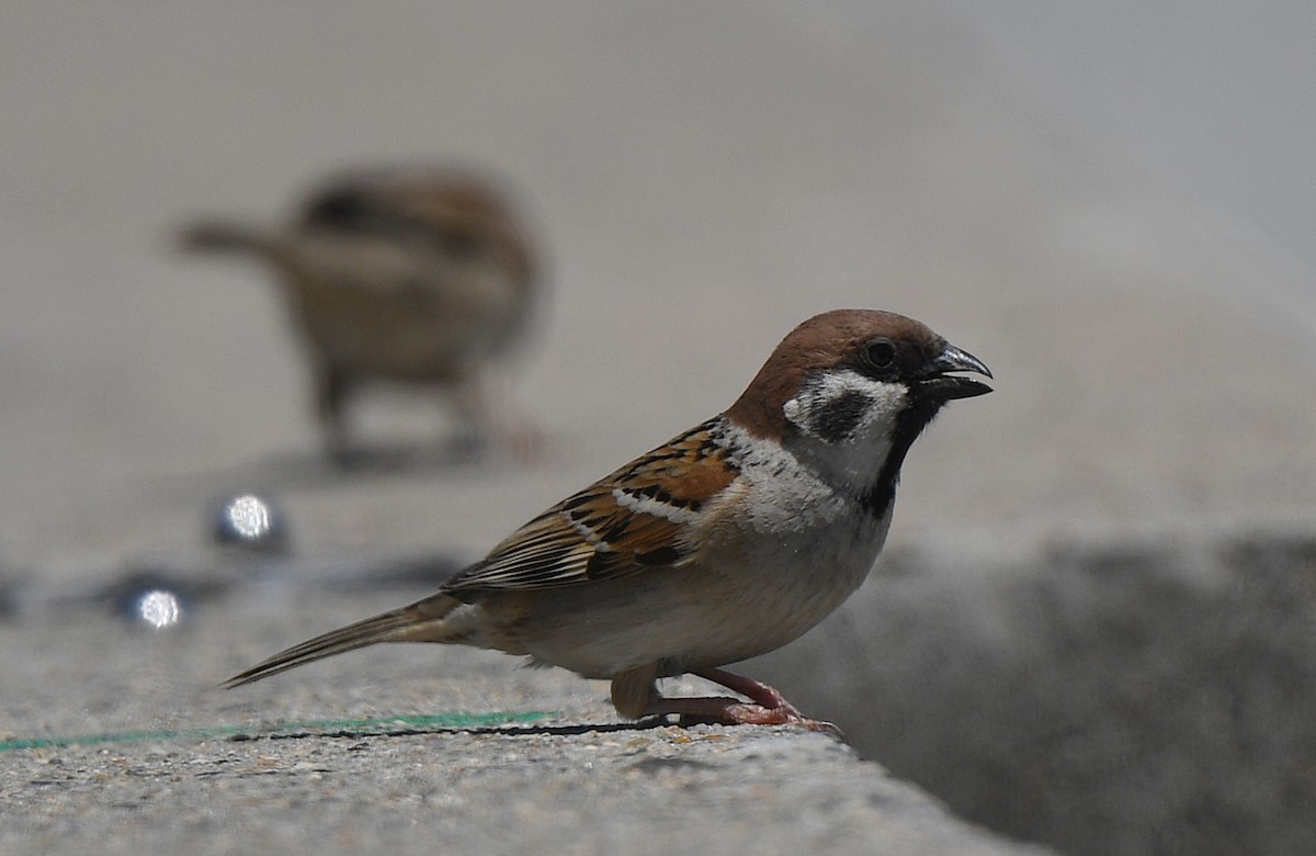 Eurasian Tree Sparrow - norman wu