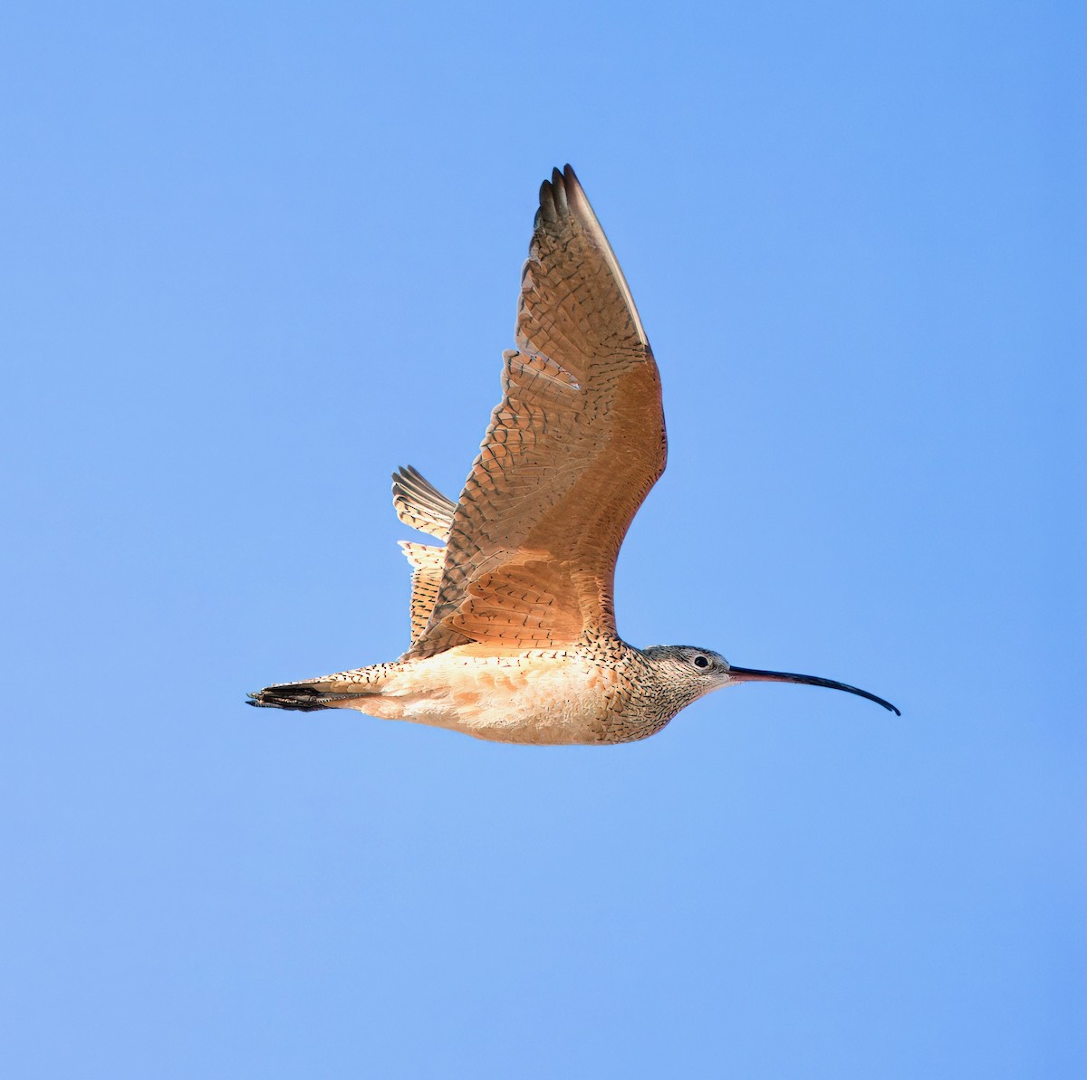 Long-billed Curlew - ML617595662