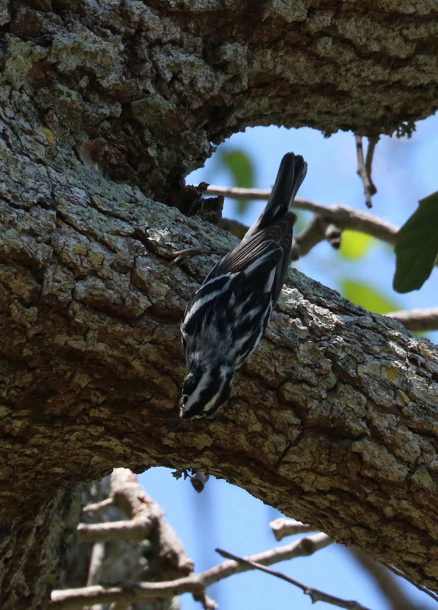 Black-and-white Warbler - adam zions