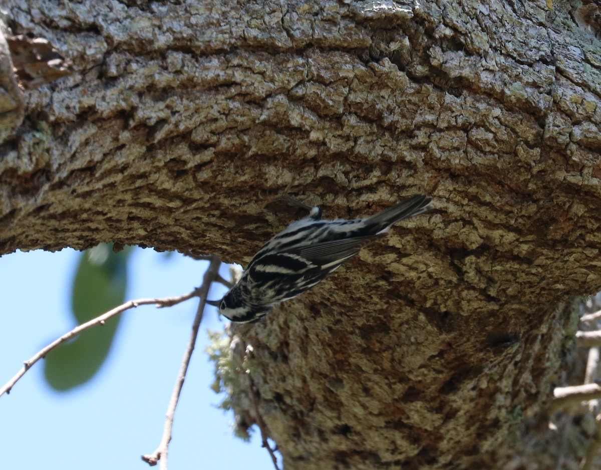 Black-and-white Warbler - ML617595666
