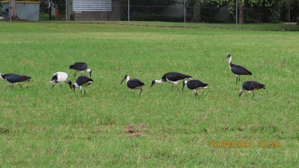 ibis slámokrký - ML617595683