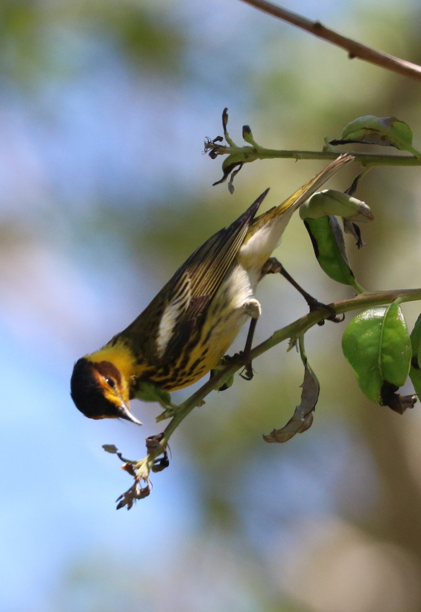 Cape May Warbler - ML617595695