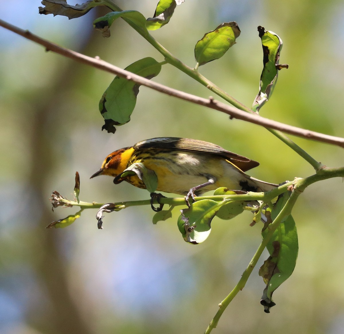 Cape May Warbler - ML617595698