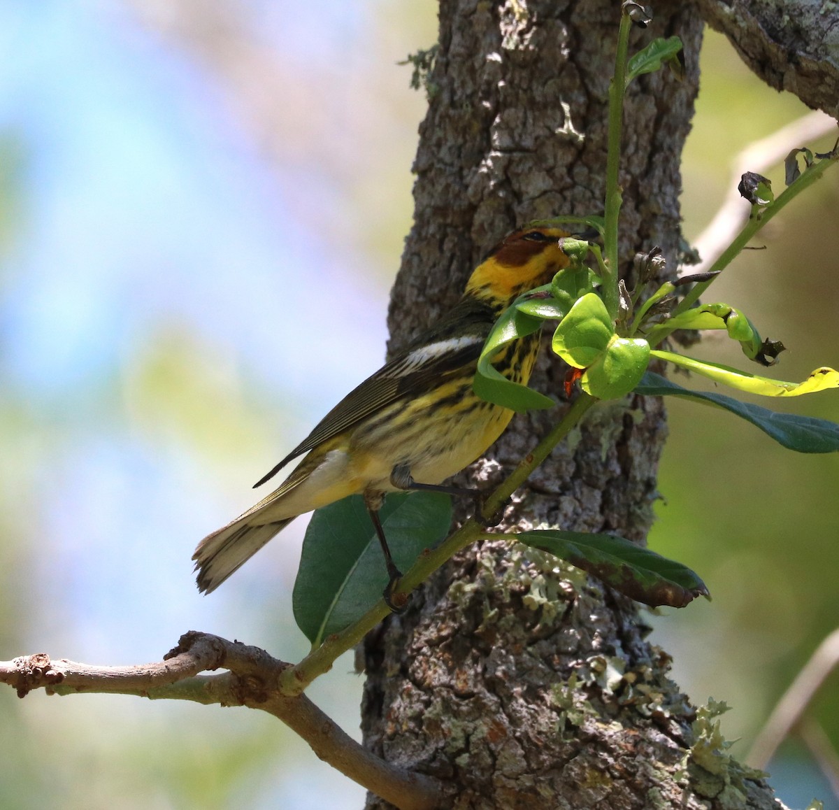 Cape May Warbler - ML617595699