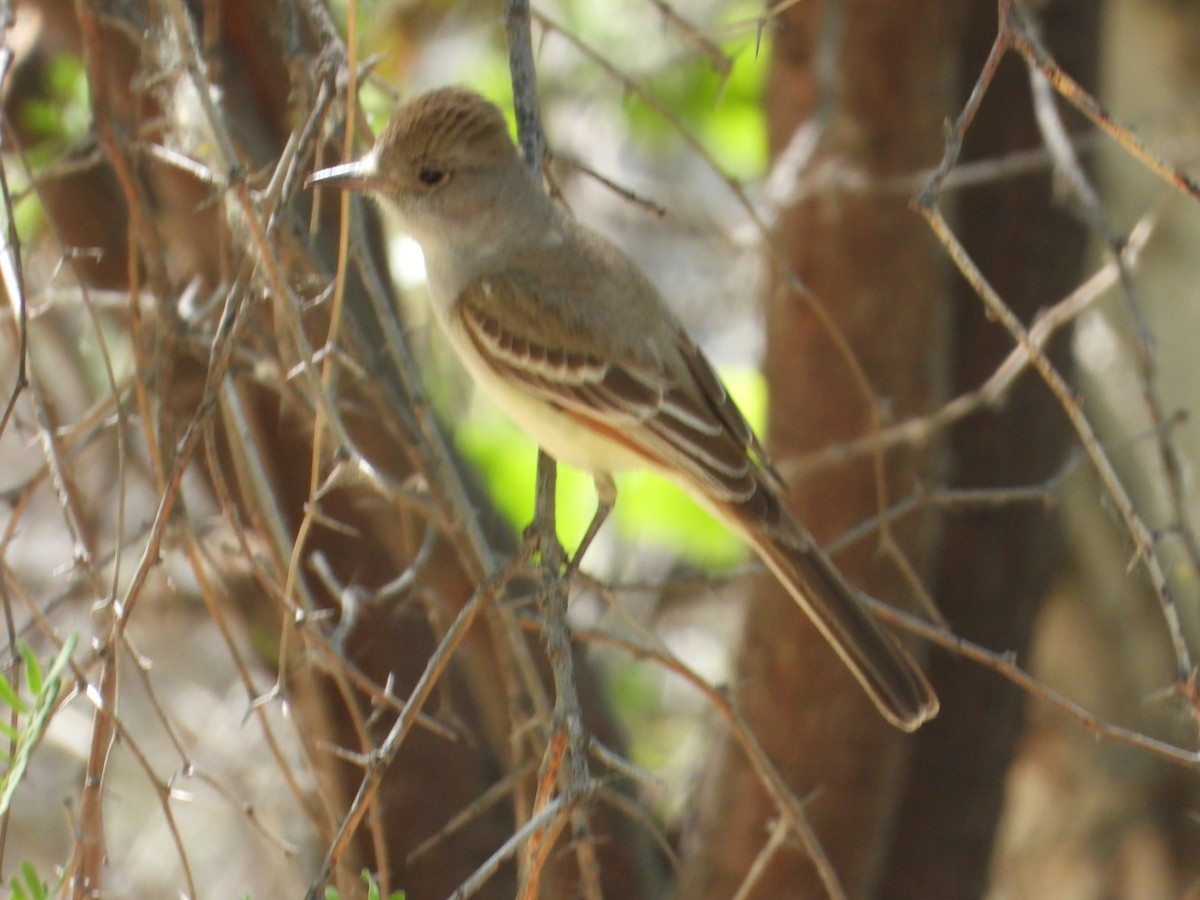Ash-throated Flycatcher - Colby Neuman