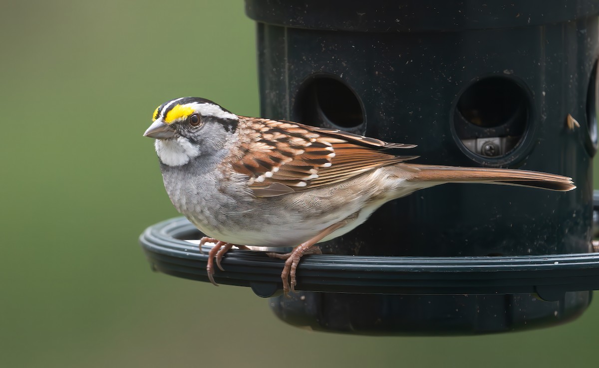 White-throated Sparrow - Harvey Fielder