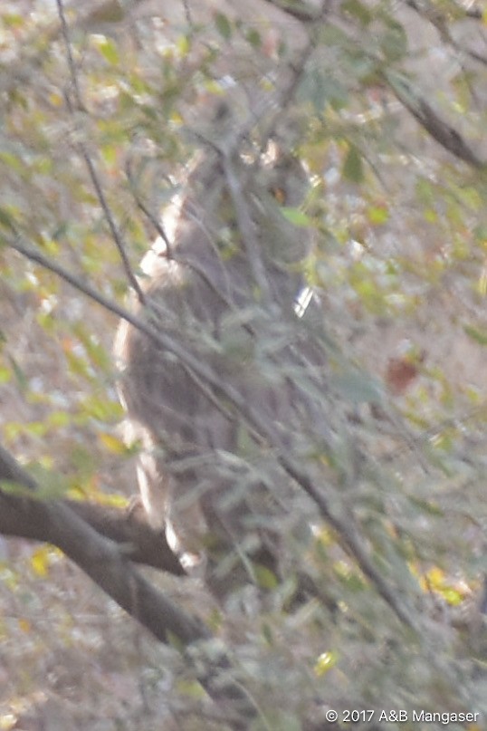Dusky Eagle-Owl - ML617595881