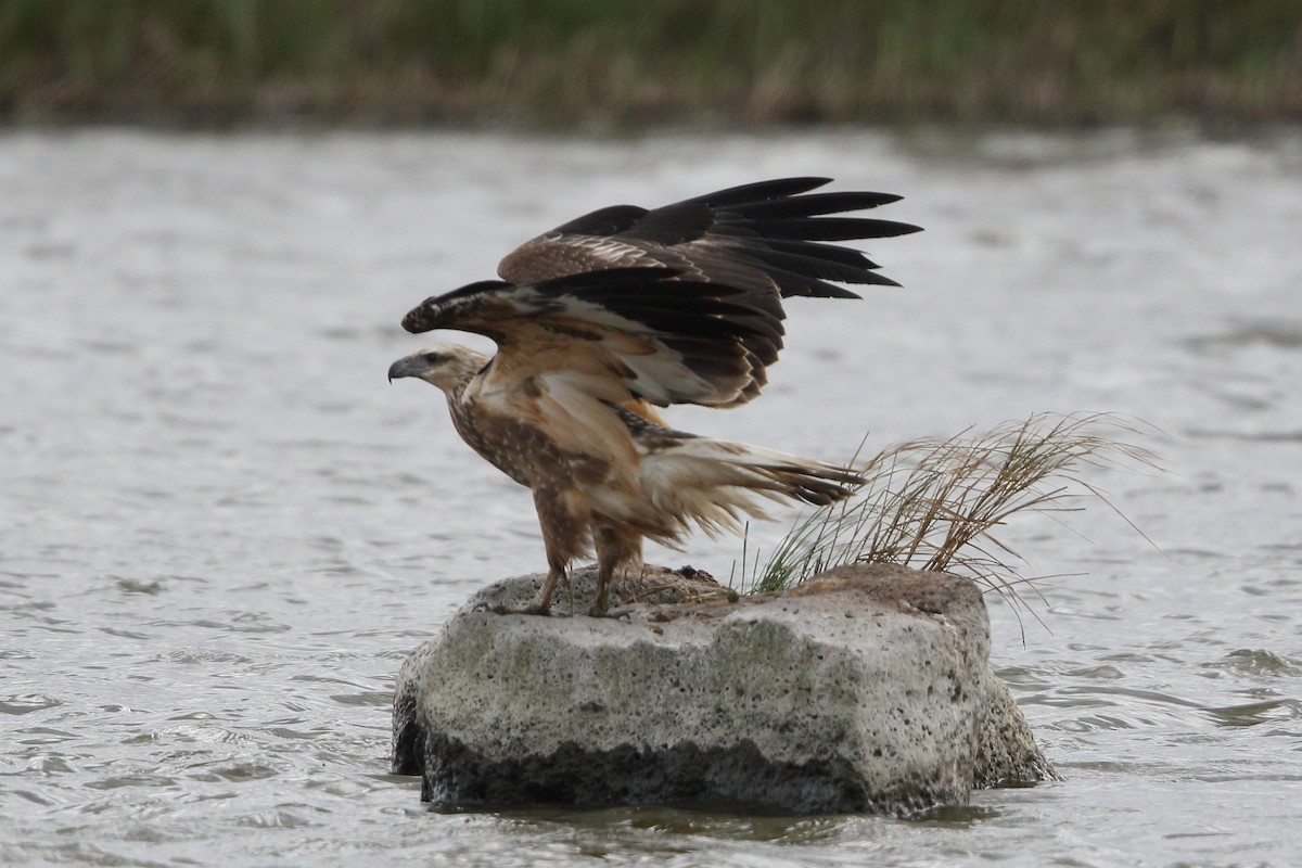 Wedge-tailed Eagle - ML617595908