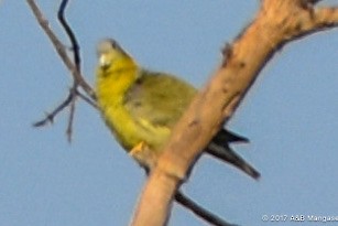 Yellow-footed Green-Pigeon - ML617595912