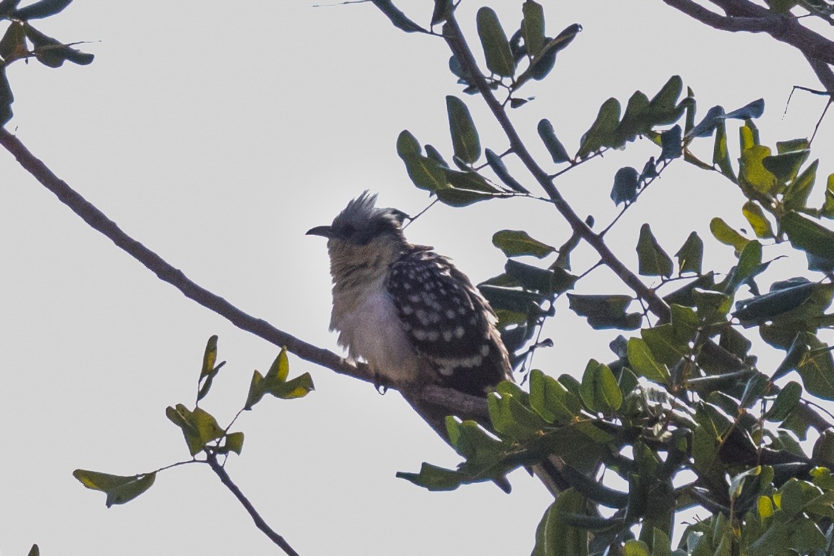 Great Spotted Cuckoo - GC spainbirdwatching.com
