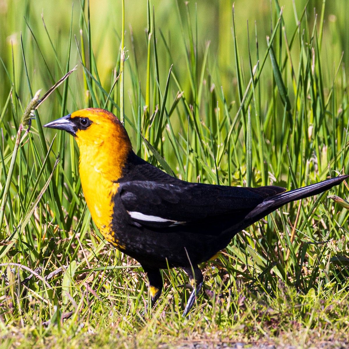 Yellow-headed Blackbird - ML617595947