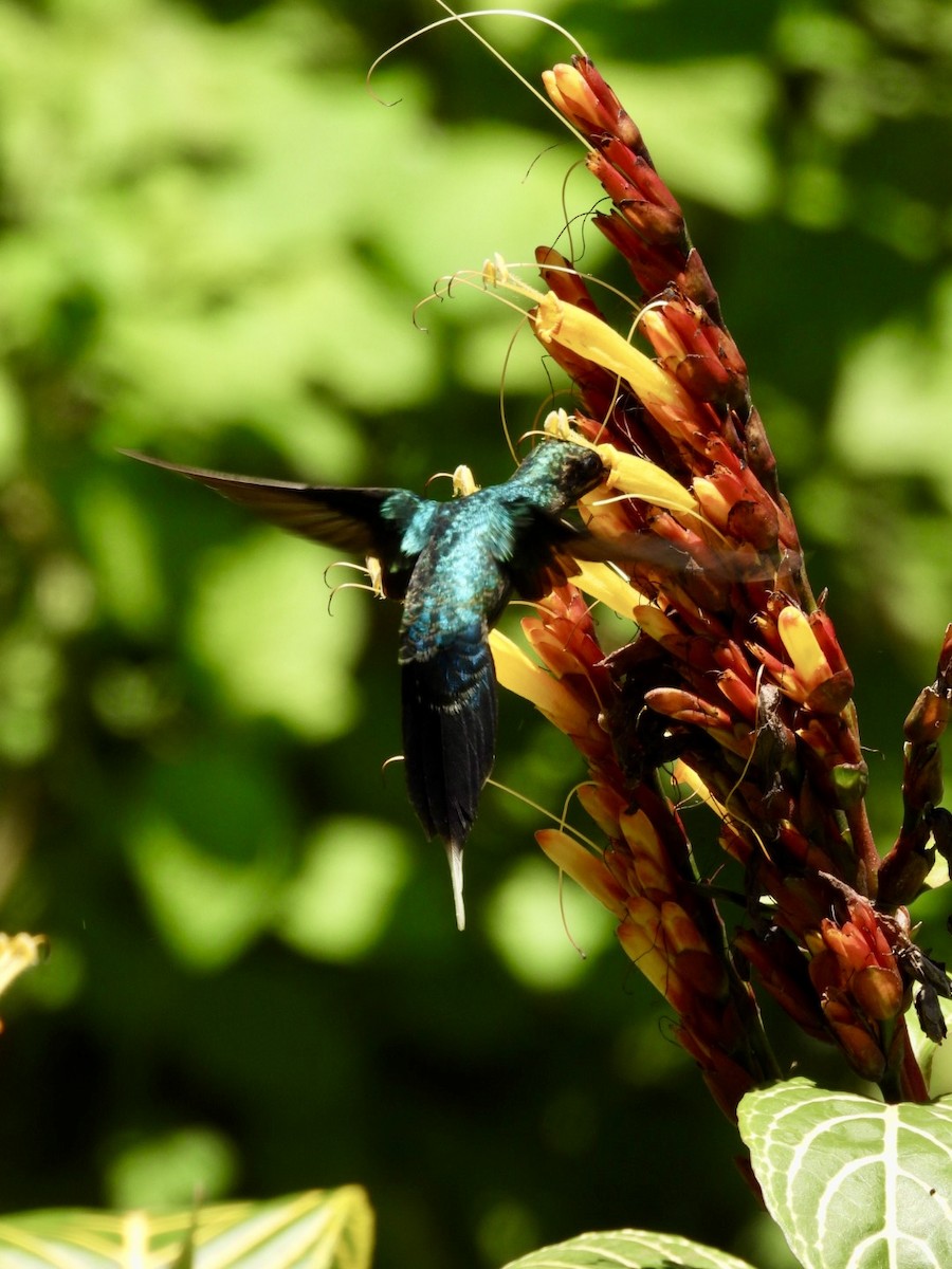 Зелёный колибри-отшельник - ML617595961