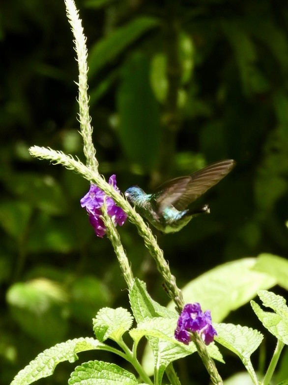Violet-headed Hummingbird - José Vargas Mena