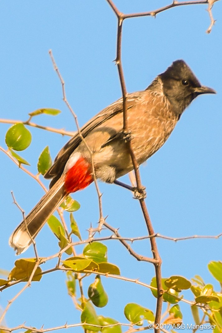 Red-vented Bulbul - ML617596001