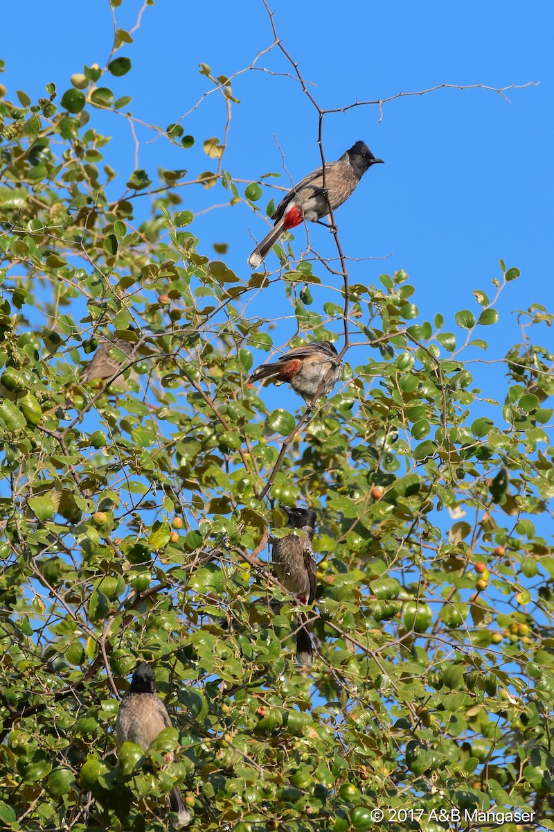 Red-vented Bulbul - Bernadette and Amante Mangaser