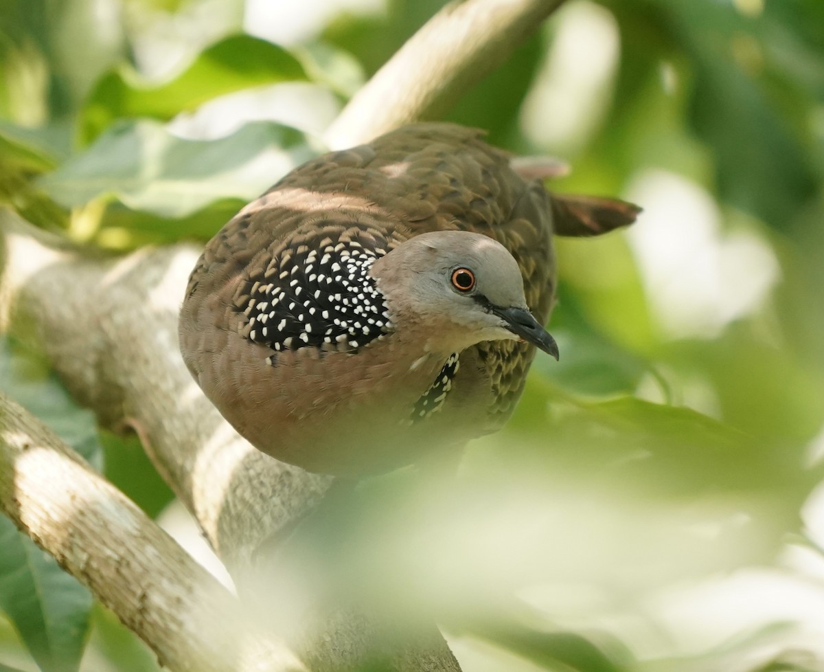 Spotted Dove - ML617596014