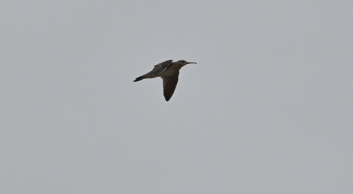 Little Curlew - ML617596062
