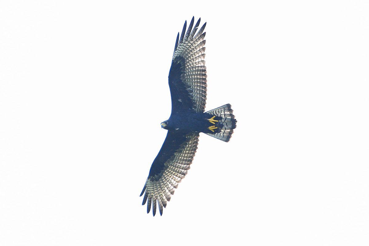 Zone-tailed Hawk - ML617596065