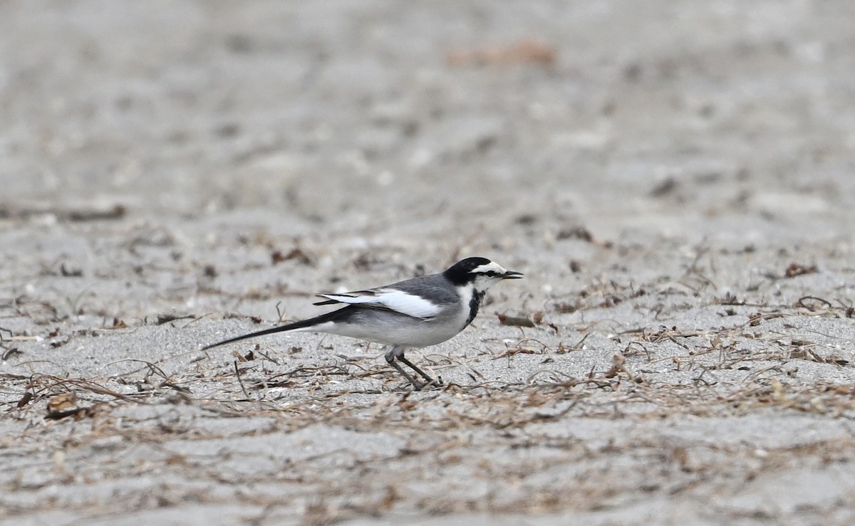 White Wagtail (Black-backed) - ML617596068