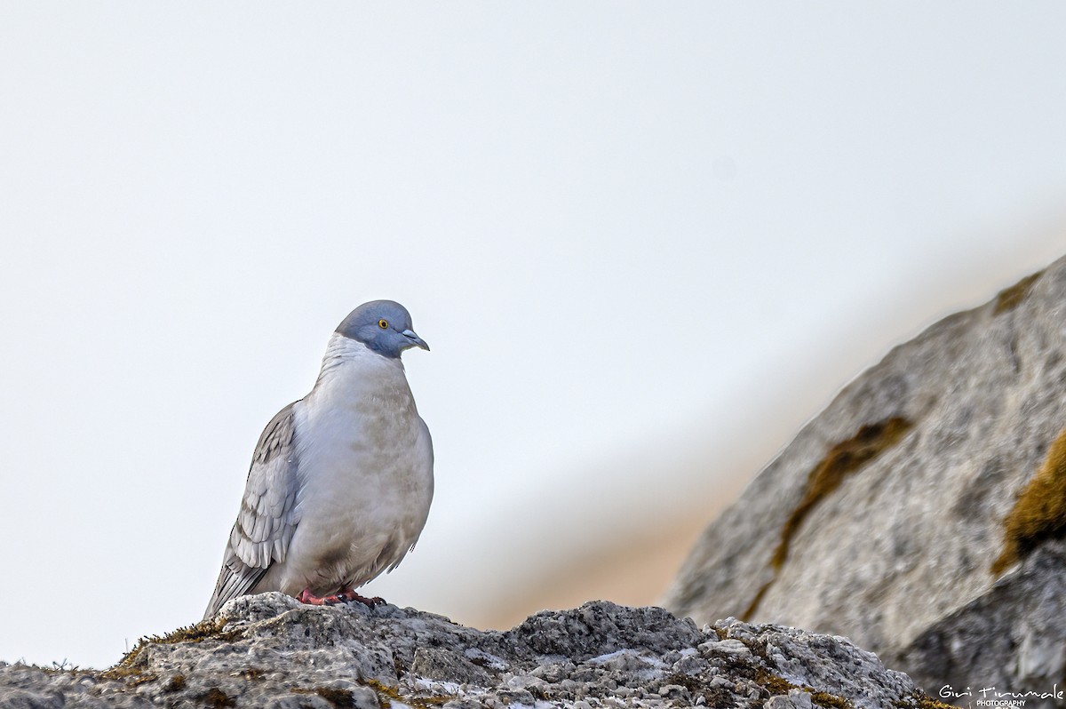 Snow Pigeon - ML617596071