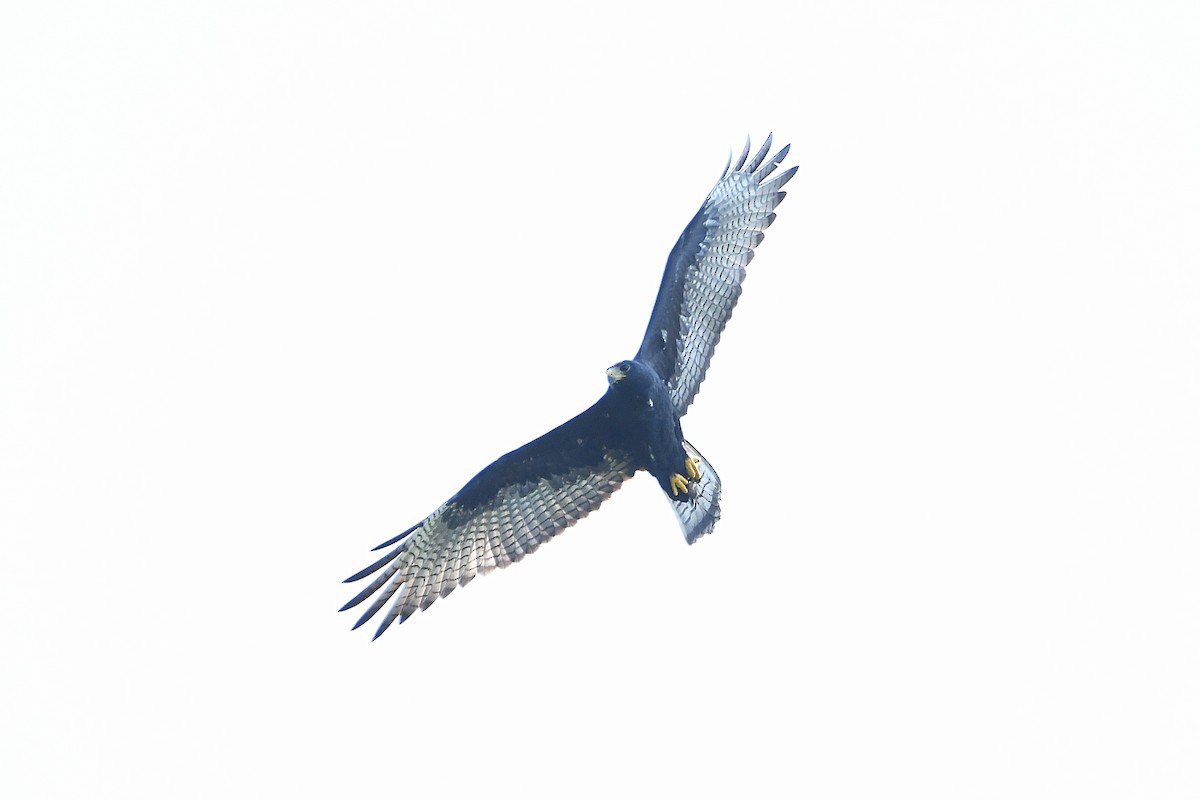 Zone-tailed Hawk - ML617596073