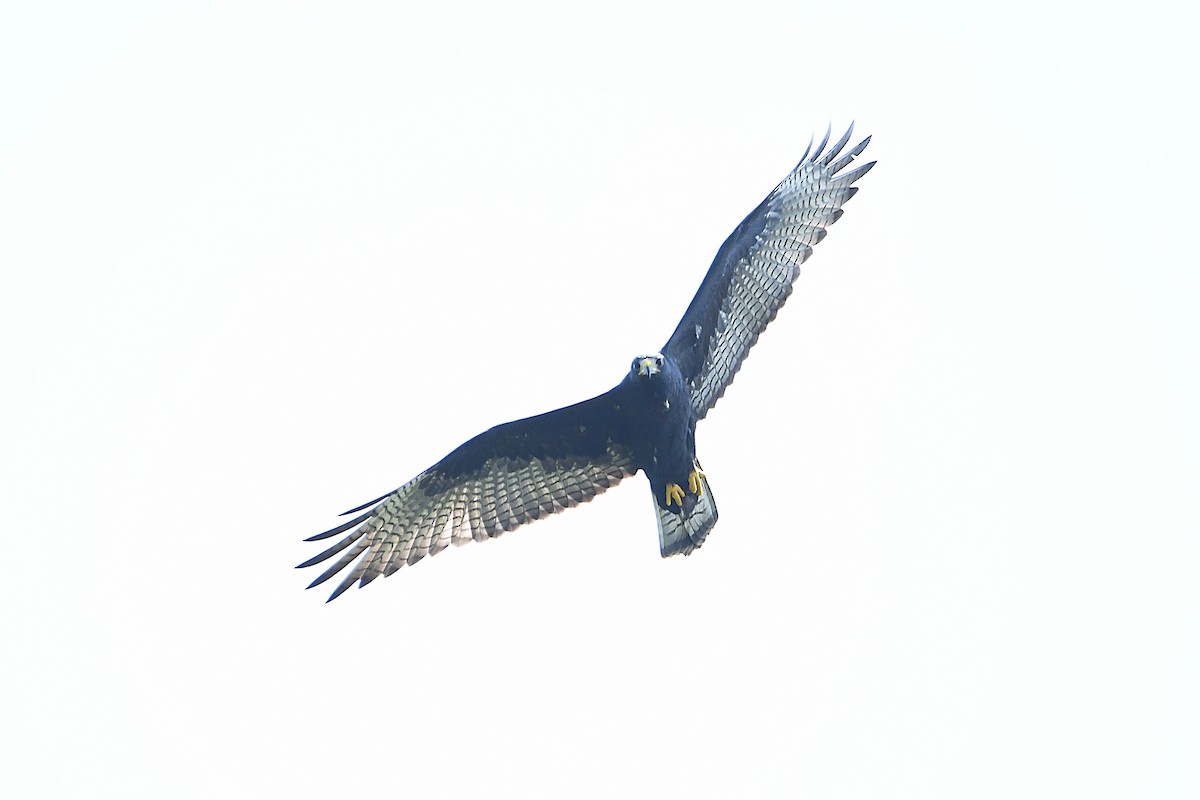 Zone-tailed Hawk - Ari Weiss